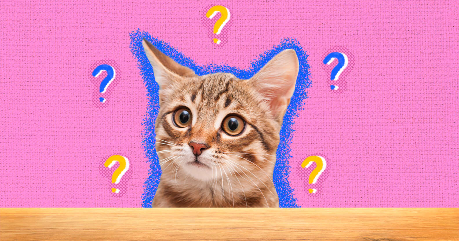 5 Questions To Ask When Adopting A Cat - DodoWell - The Dodo