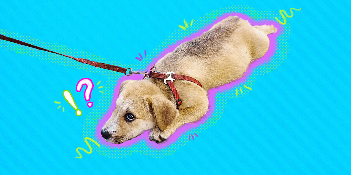 when can you start leash training a puppy