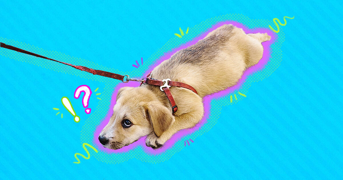 How to teach a puppy shop to walk on a leash