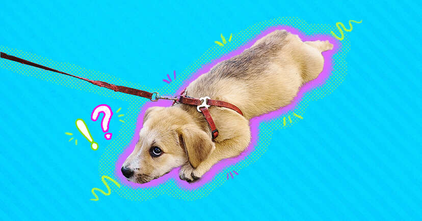 Leash training hot sale an older dog