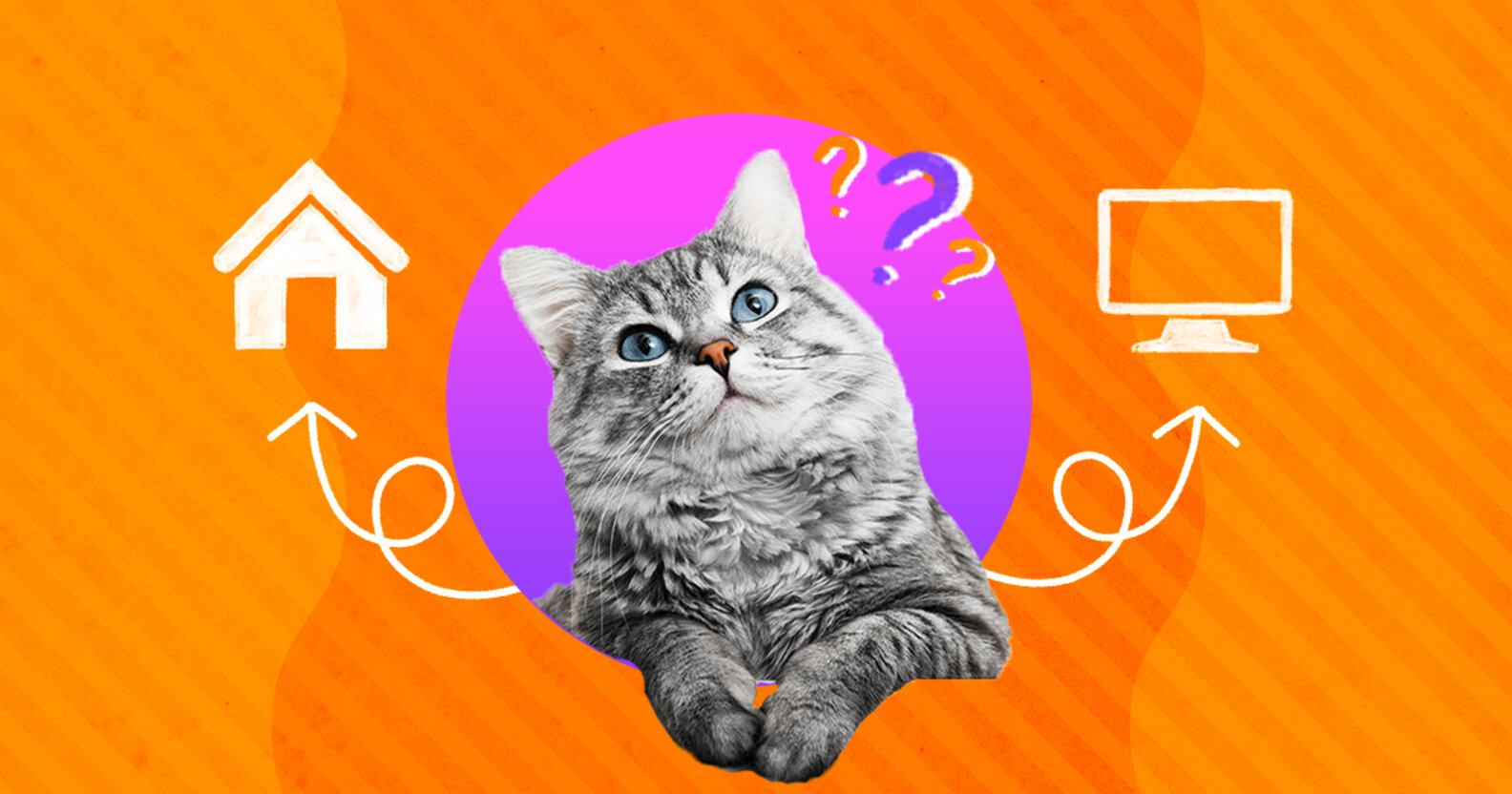 Where To Adopt A Cat DodoWell The Dodo