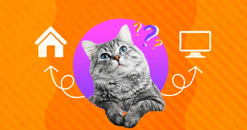 Adopting a cat