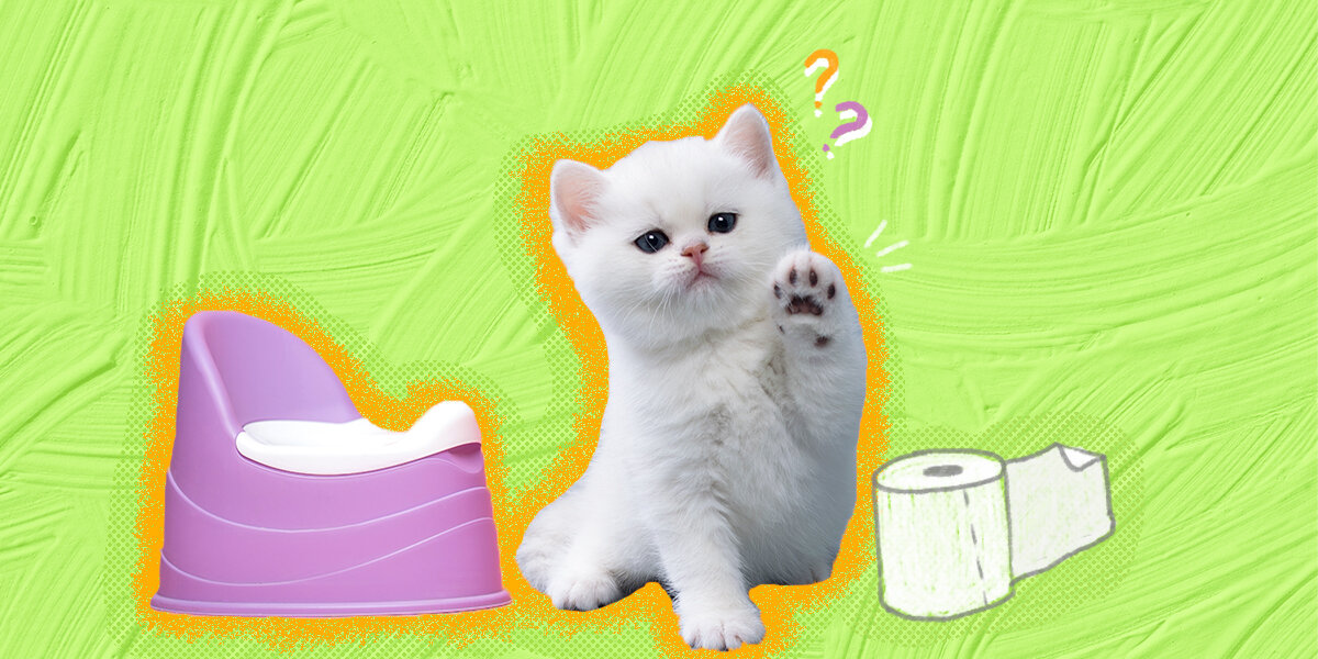 Toilet training cats in best sale less than a day