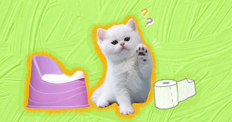 Potty cat hot sale
