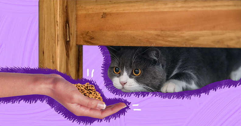 Cat hiding under a bed