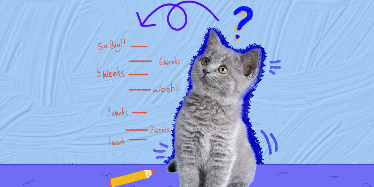 When Do Kittens Stop Growing? - DodoWell - The Dodo