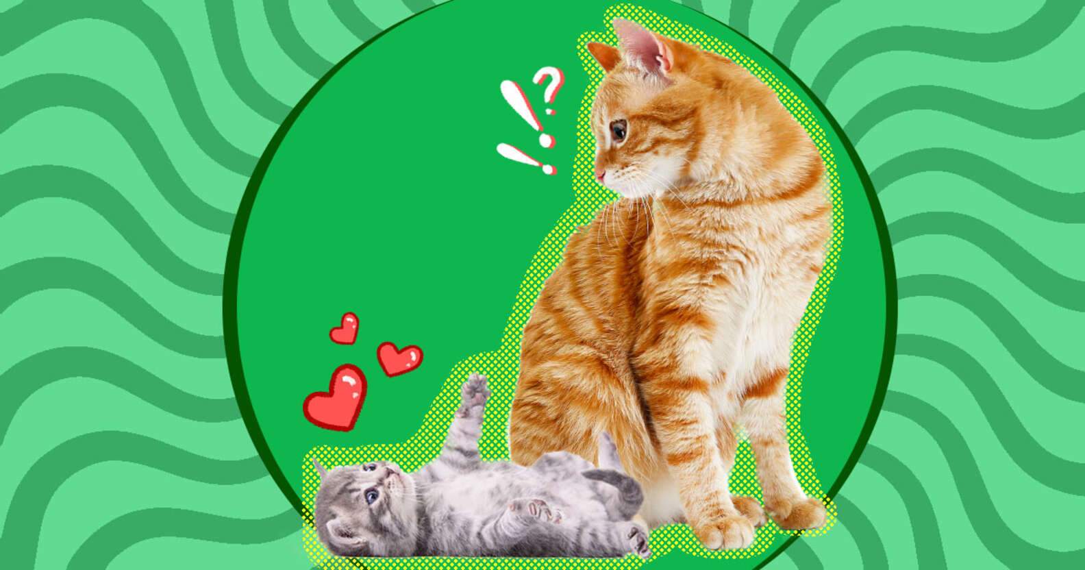 Beautiful view of After Introduction With Kitten
