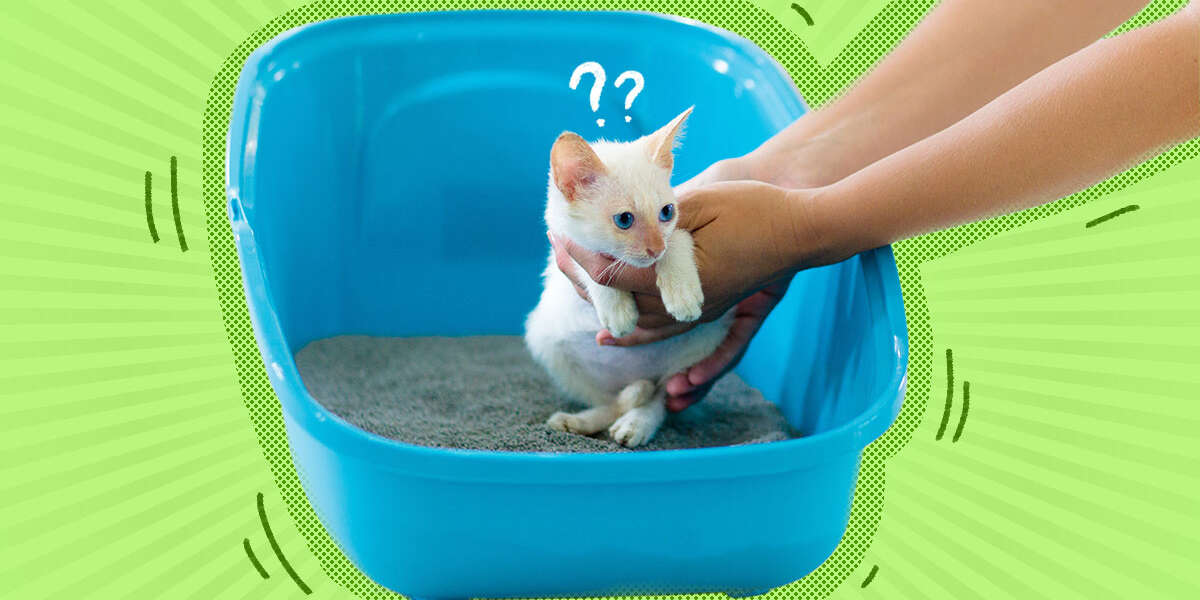 How To Train A Kitten To Use A Litter Box DodoWell The Dodo