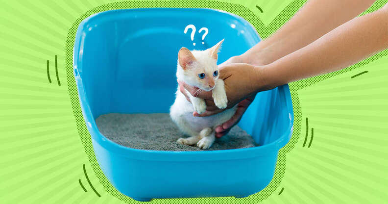 kitten using litter box