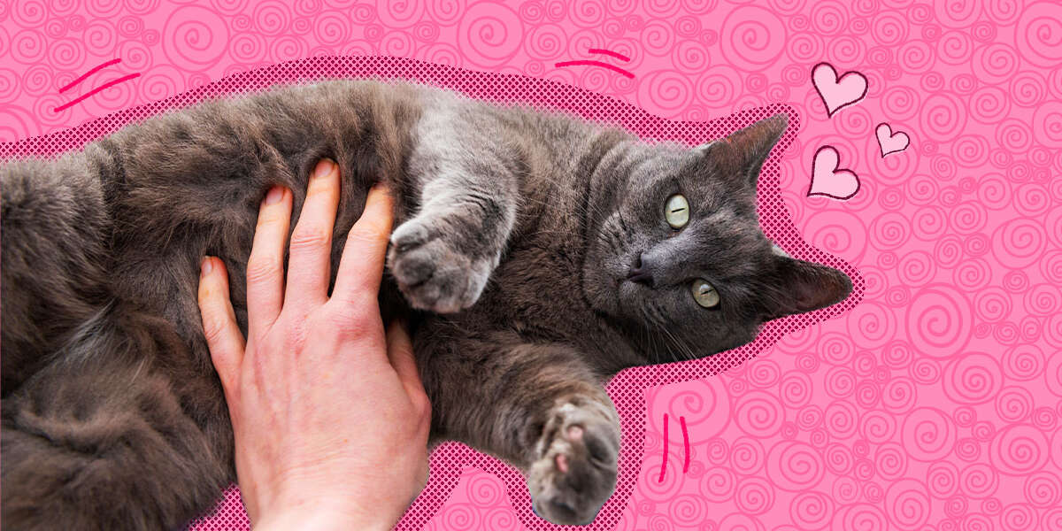 Do Cats Like Belly Rubs? DodoWell The Dodo