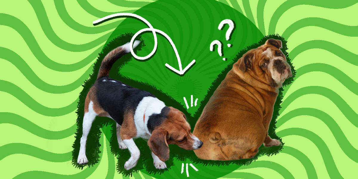Why Do Dogs Smell Each Other’s Butts? DodoWell The Dodo
