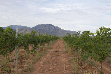 Arizona Stronghold Vineyards