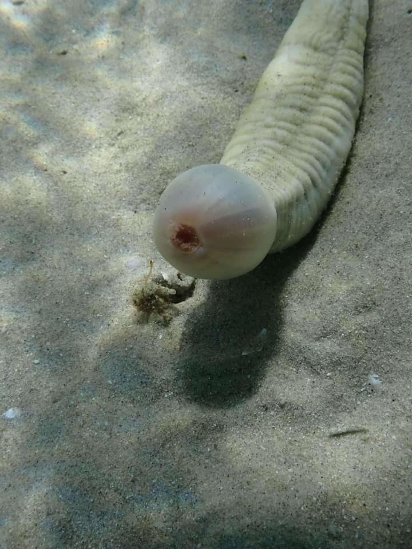 Diver finds a Priapulida or the "penis worm". 