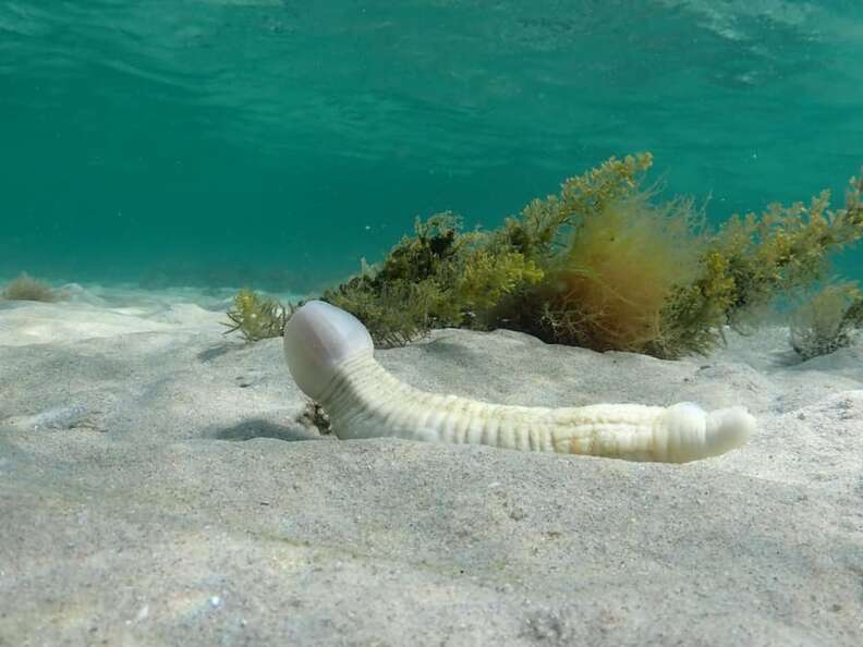 Photos Of This 'Penis Worm' Are Making People Very Uncomfortable - The Dodo