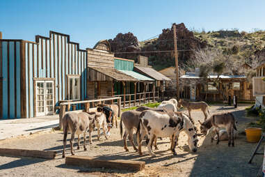 oatman donkeys