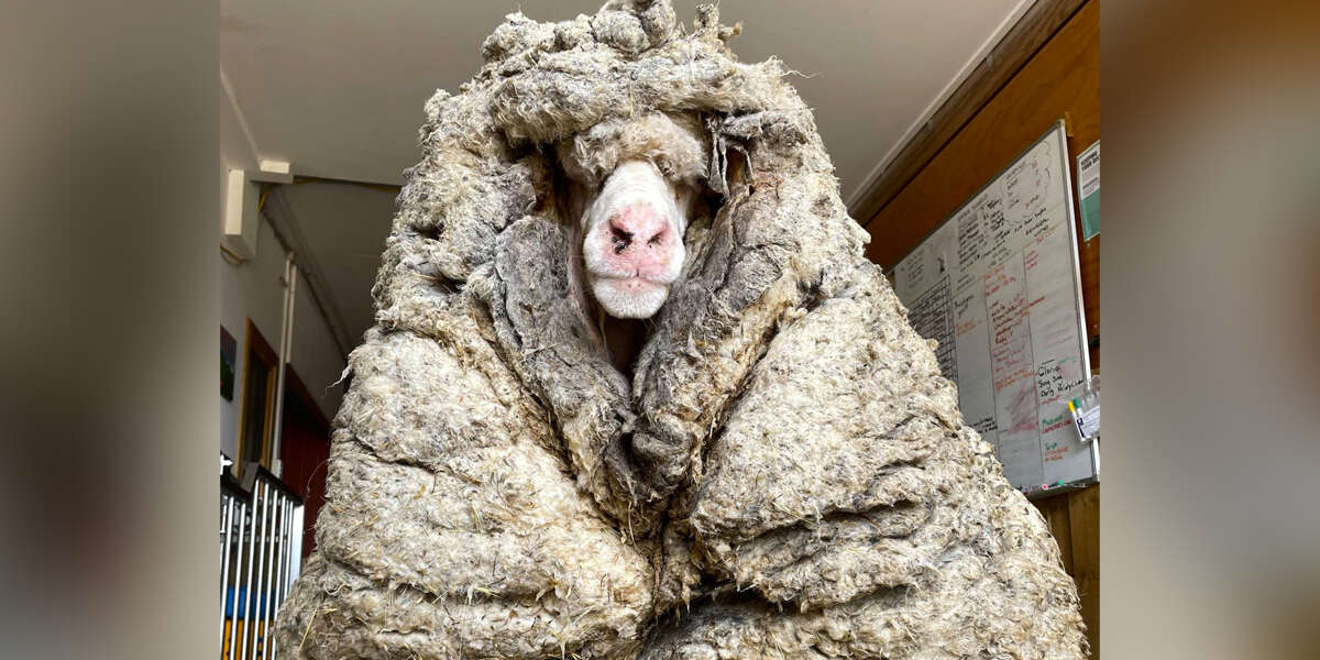 Sheep Found In Woods Was So Furry He Could Hardly Move - The Dodo