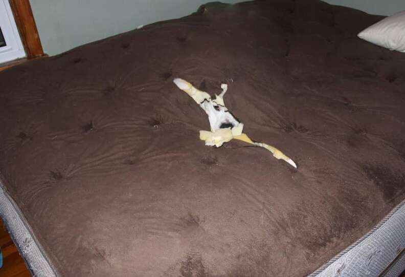 dog in mattress 