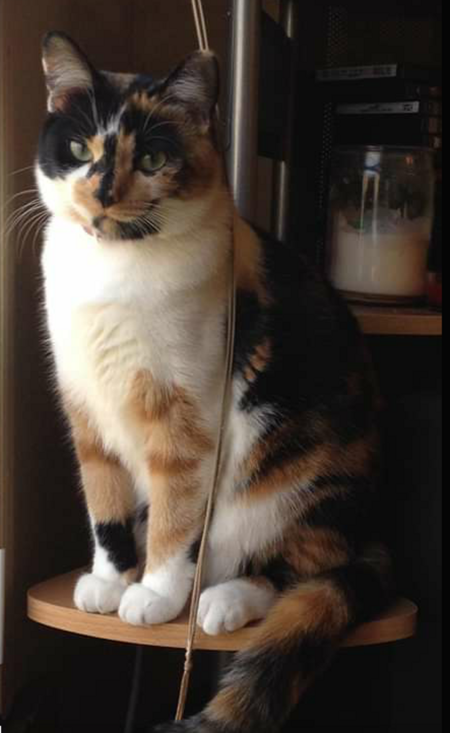 Cat Accidentally Dyes Herself Black - The Dodo