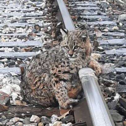 Train crew frees bobcat frozen to tracks