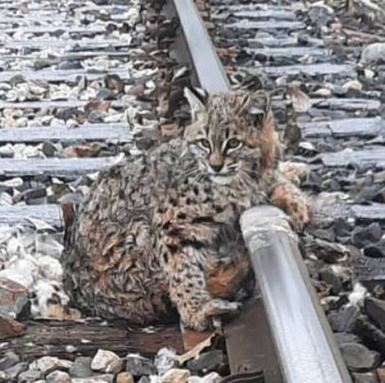 People Find Bobcat Frozen To Train Tracks And Set Him Free - The Dodo