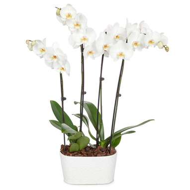 Snowy White Orchid Plant