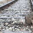 People Find Bobcat Frozen To Train Tracks During Chilly Weather