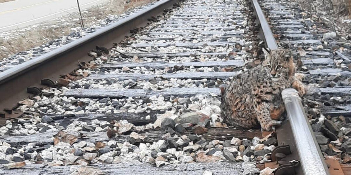 People Find Bobcat Frozen To Train Tracks During Chilly Weather