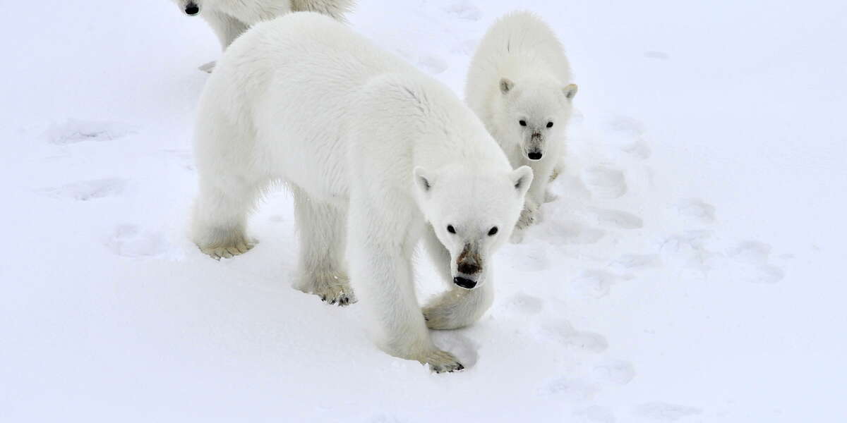 TwoThirds of All Polar Bears Could be Extinct by 2050 NowThis
