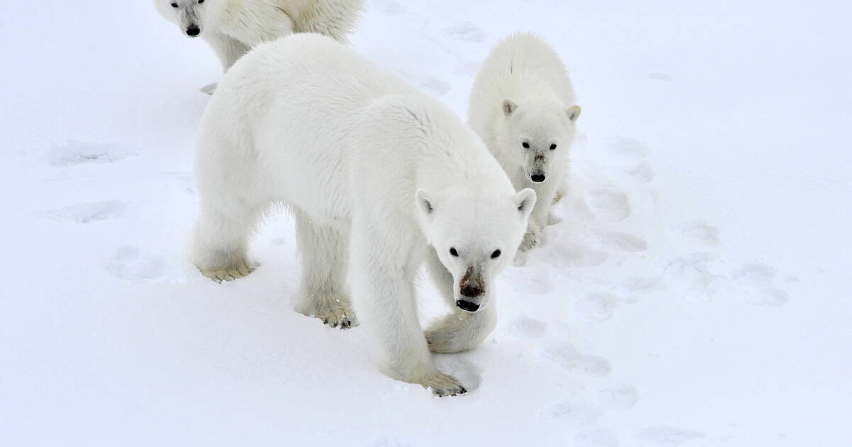 International Polar Bear Day 2023: When Will Polar Bears Go Extinct?