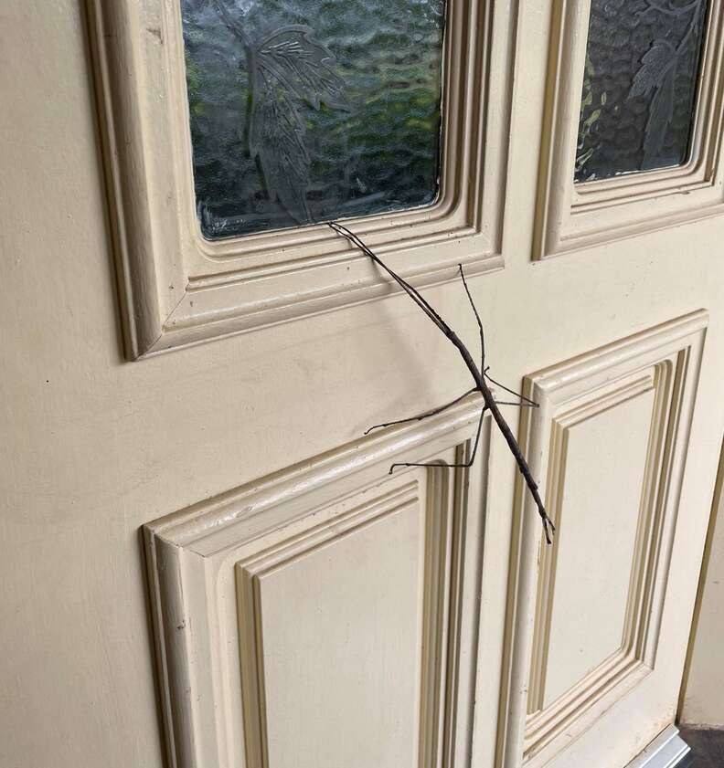 Stick bug lives on woman's front door