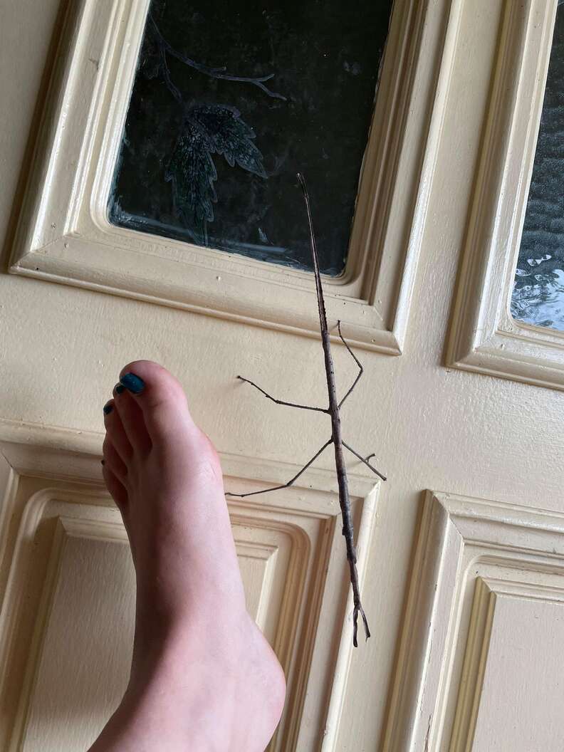 Woman finds giant stick bug on door