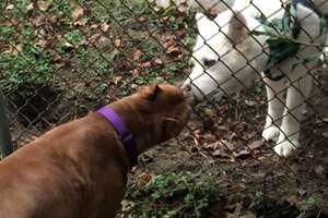'Aggressive' Pittie Becomes Best Friends With The Neighbor Dog