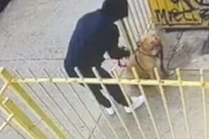 Hidden Camera Catches Guy Abandoning Pit Bull Outside A Store