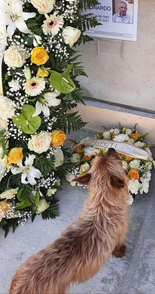 Little Dog Travels Miles Every Day To Visit His Best Friend's Grave - The Dodo