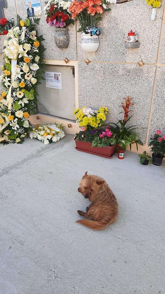 Little Dog Travels Miles Every Day To Visit His Best Friend's Grave - The Dodo