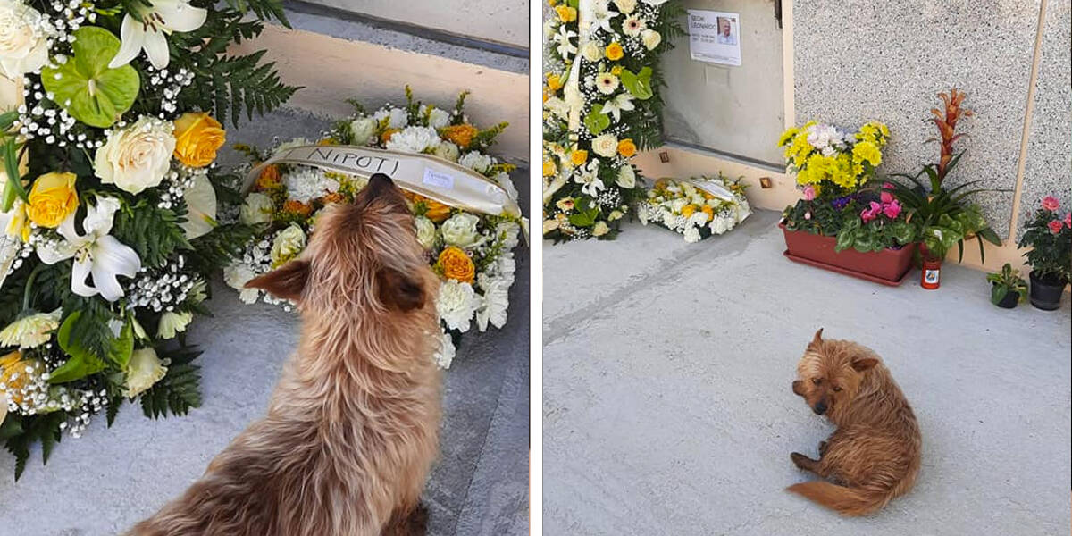 Little Dog Travels Miles Every Day To Visit His Best Friend's Grave - The Dodo