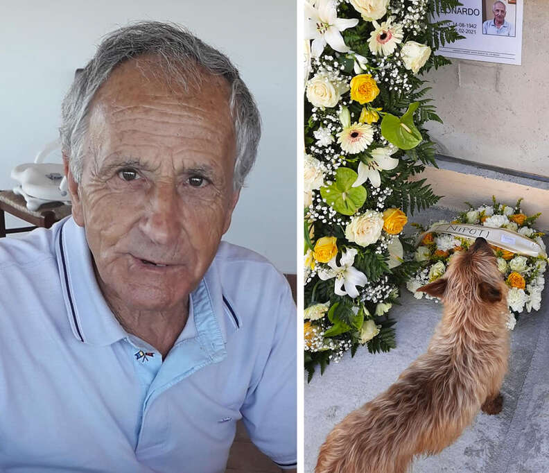 Little Dog Travels Miles Every Day To Visit His Best Friend's Grave - The Dodo