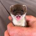 This Tiny, Perfect Creature Is A Baby Stoat