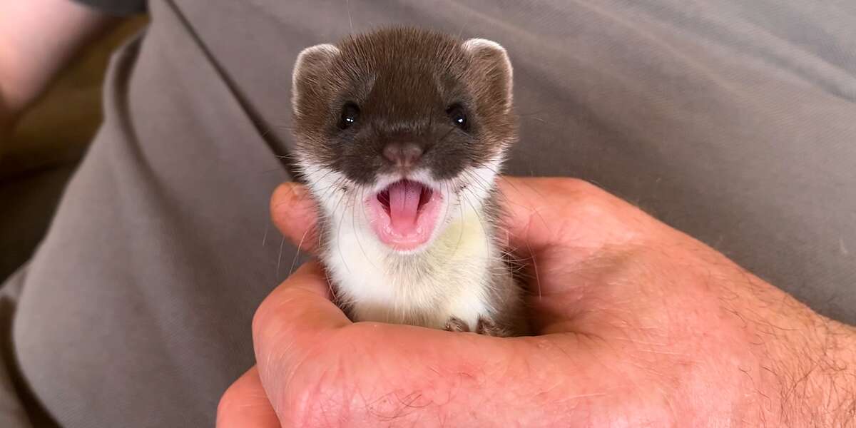 This Tiny, Perfect Creature Is A Baby Stoat - Videos - The Dodo
