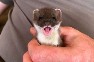 Stoat Mini This Tiny, Perfect Creature Is A Baby Stoat - Videos - The Dodo