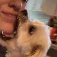 Severely Matted Dog Transforms Into A Puppy Again