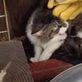 Mother Cat And Her Kittens Add A New Family Member