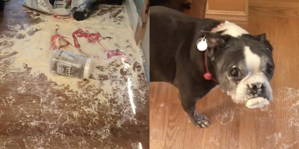 Dog 2025 eating flour