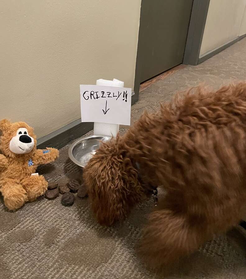 Grizzly the dog finds a present left by his secret admirer