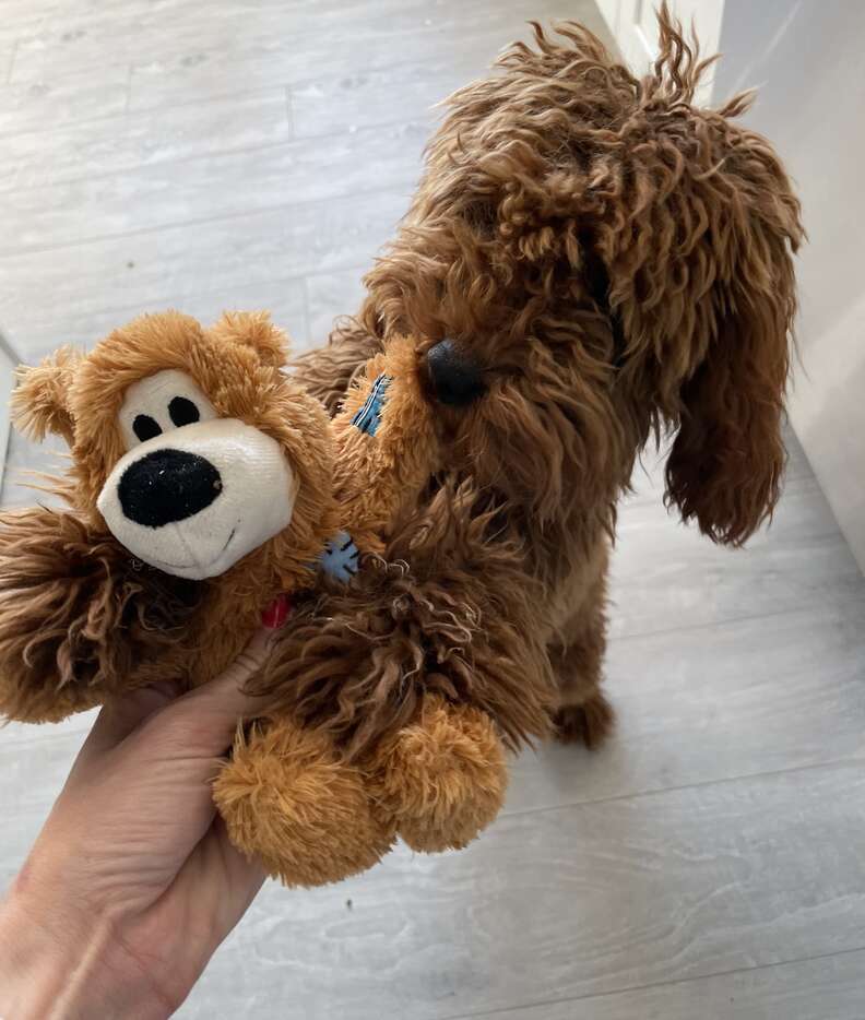 Dog gets a special toy from his secret admirer