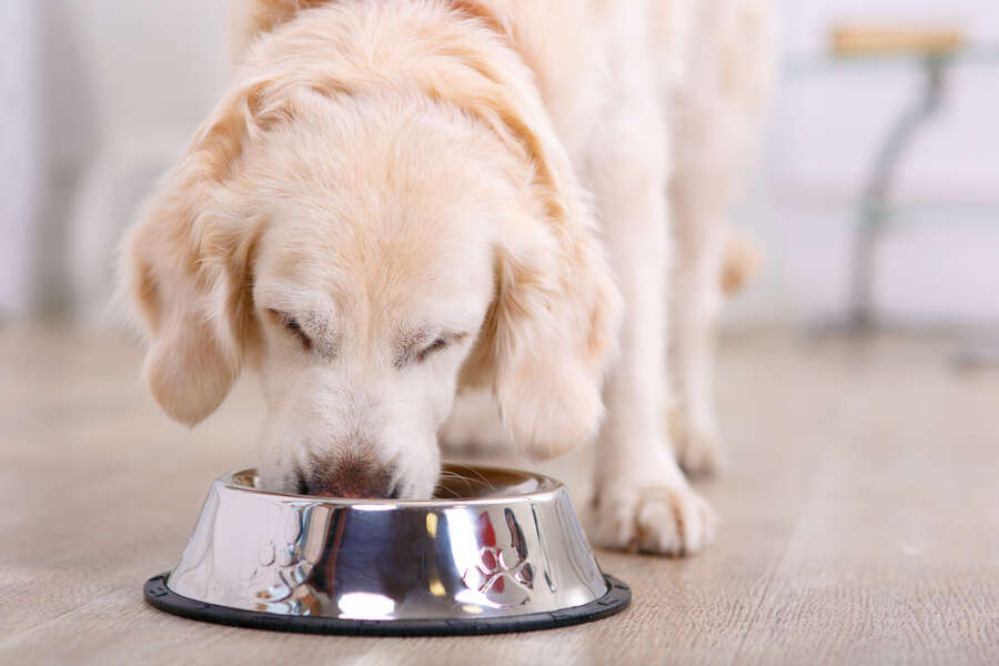 dog food brands being recalled