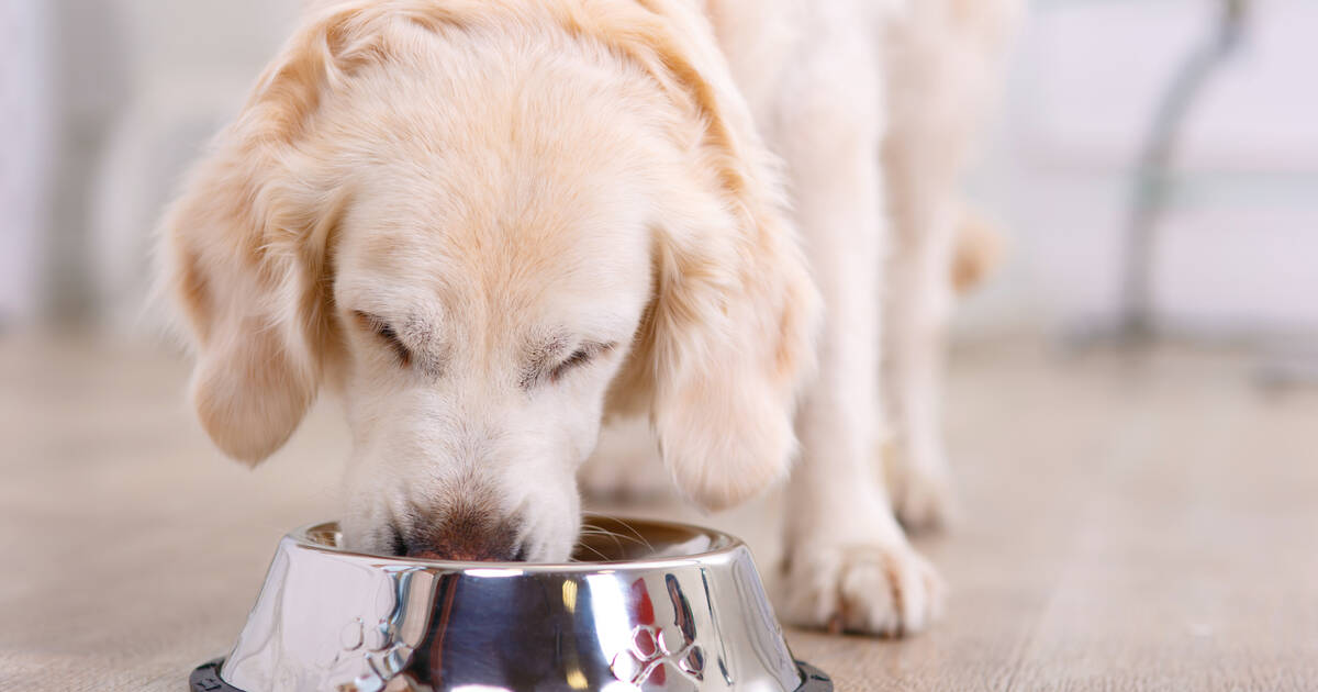 Dog Food Recall 2021 Bravo Packing Recalls Performance Dog Food Thrillist