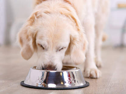 Dog Food Recall 2021: Bravo Packing Recalls Performance ...