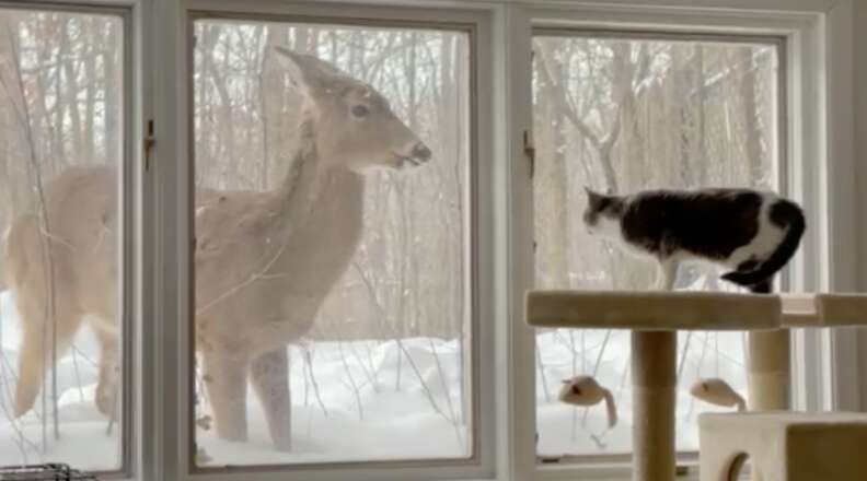 cat and deer