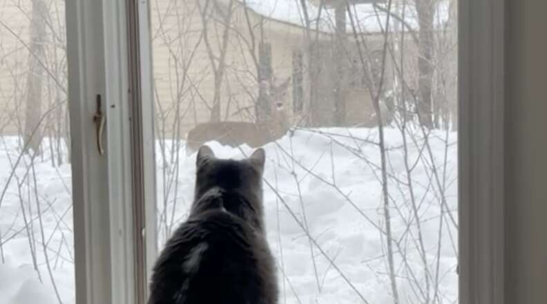 cat and deer